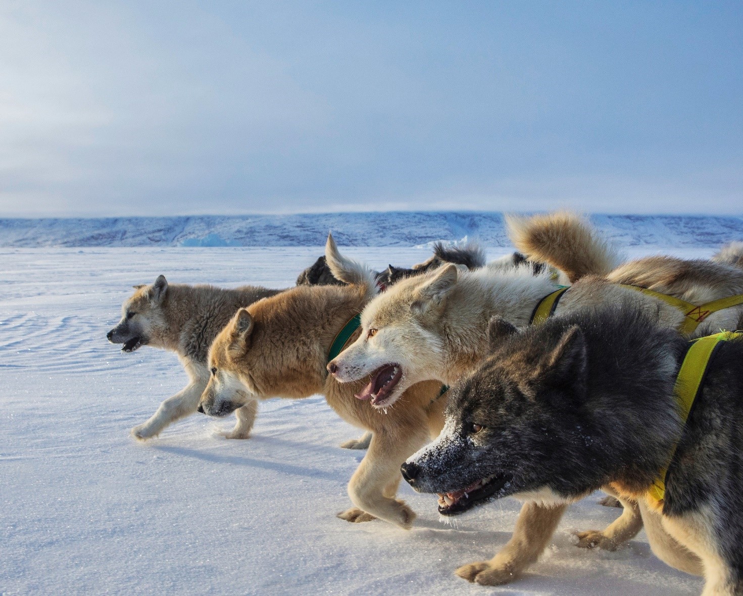 are greenland dogs good sled dogs